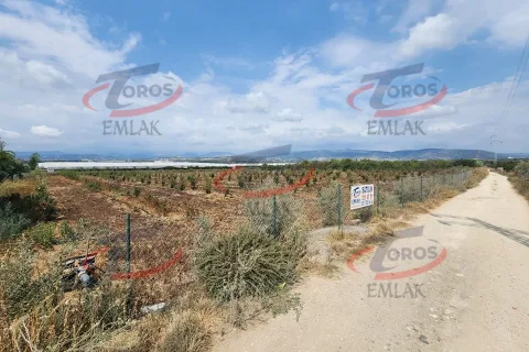 Akdeniz Yanpar'da 9782 m² Satılık Hazır Portakal Bahçesi - fotoğraf 2
