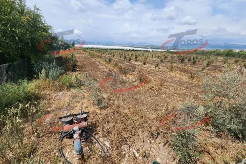 Akdeniz Yanpar'da 9782 m² Satılık Hazır Portakal Bahçesi - fotoğraf 4