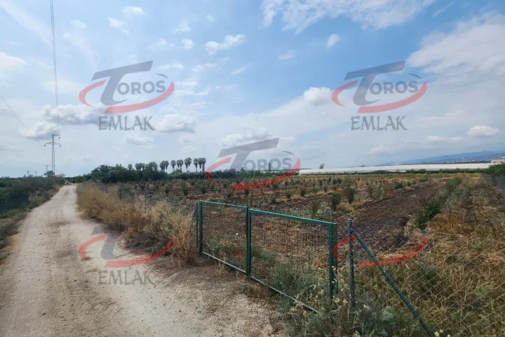 Akdeniz Yanpar'da 9782 m² Satılık Hazır Portakal Bahçesi - fotoğraf 5