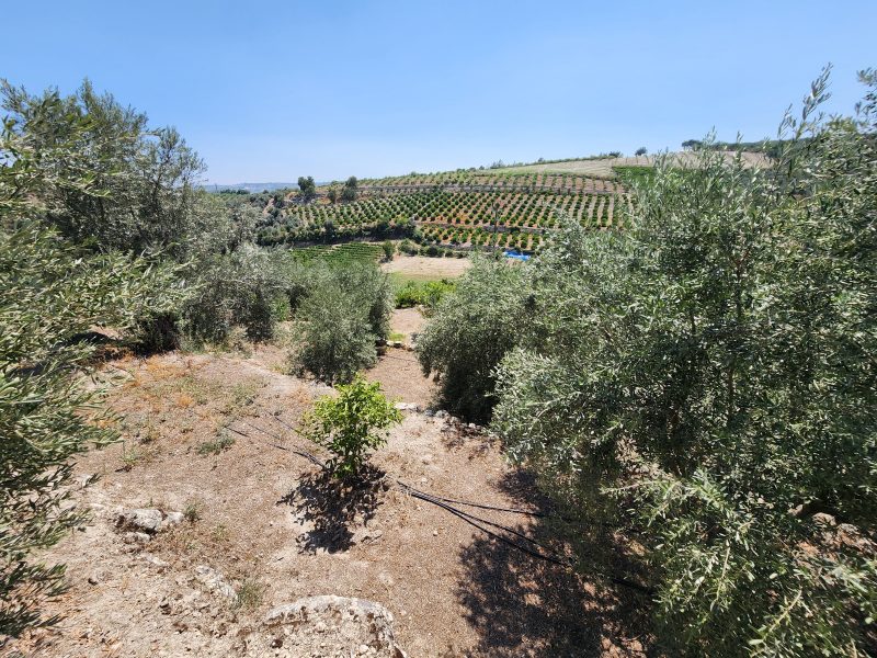 TOROS EMLAK’TAN ÇELEBİLİ’DE 55 MT. YOL CEPHELİ 3.100M² VİLLALIK ARSA